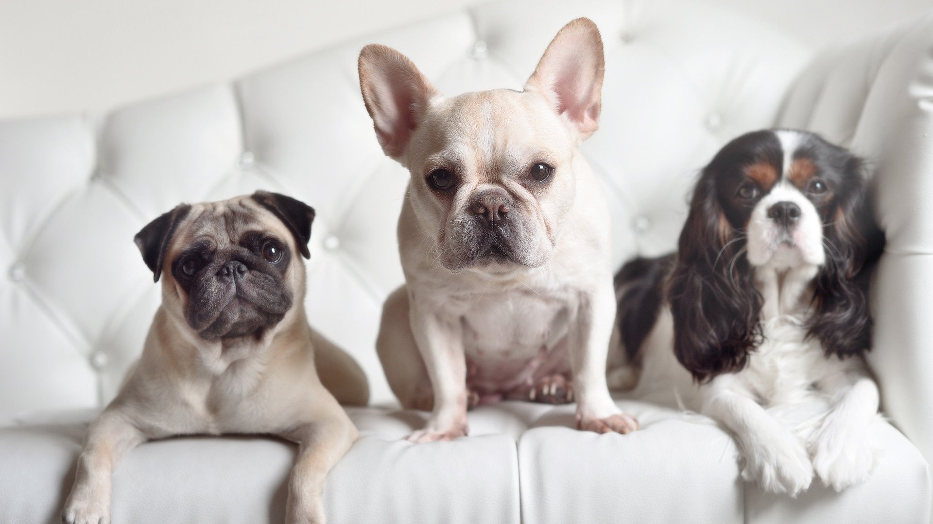 浓眉关键先生显神威，活塞单节狂潮拉开火箭